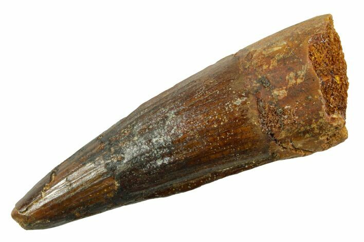 Fossil Spinosaurus Tooth - Real Dinosaur Tooth #380974